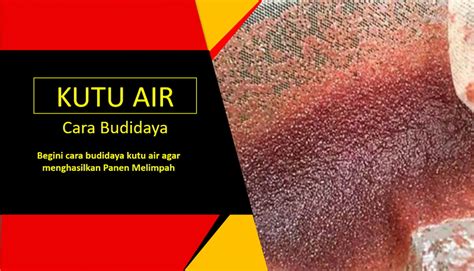 10 Cara Membuat Kutu Air Sendiri Dengan Mudah dan Cepat